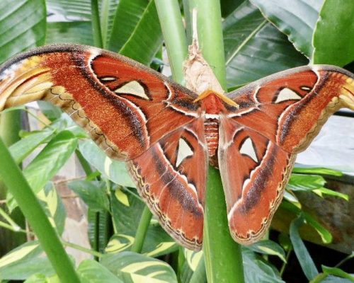 9) Butterfly Garden